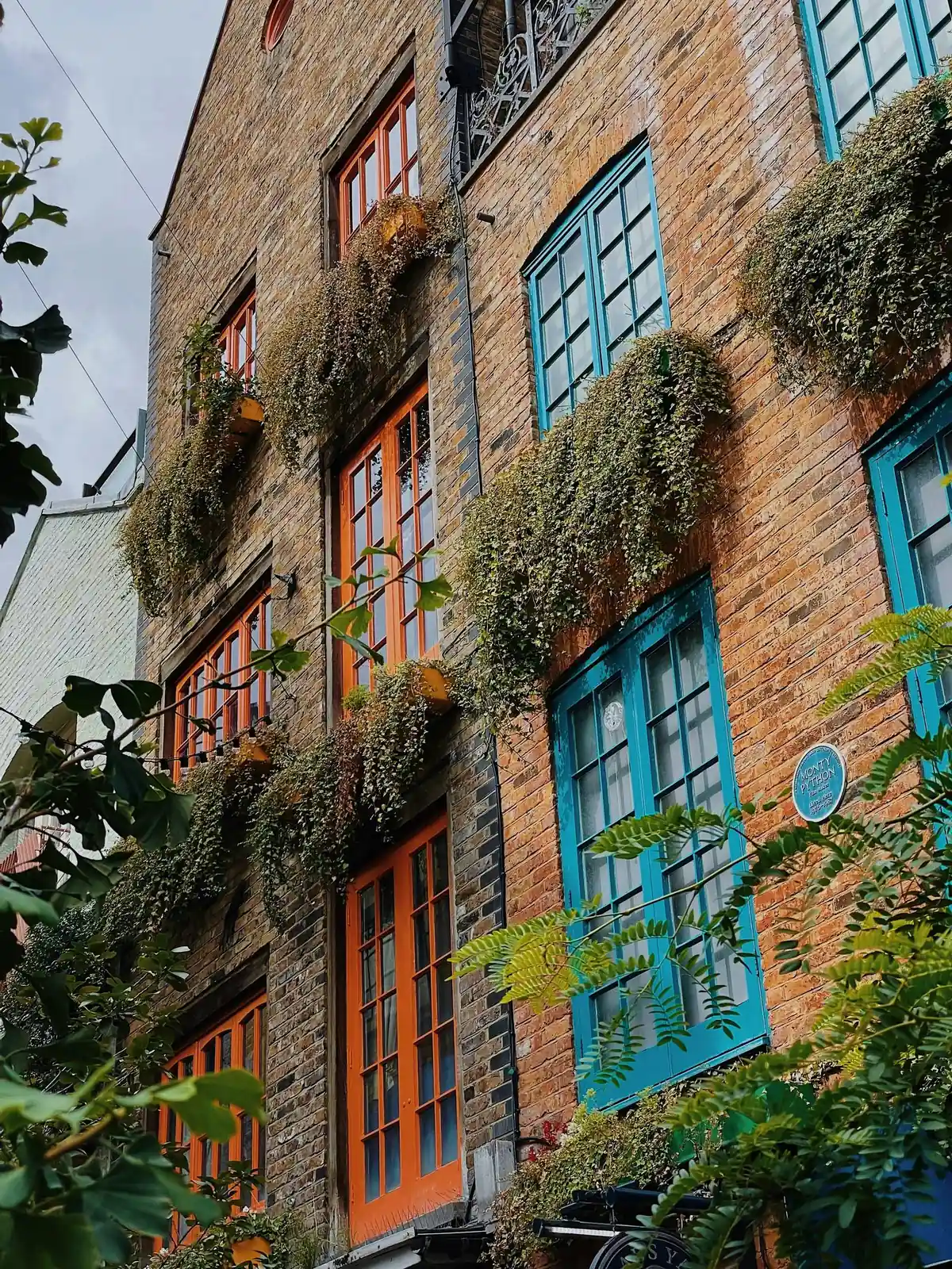 Painted window frames in a brick elevation hung with climbing foliage